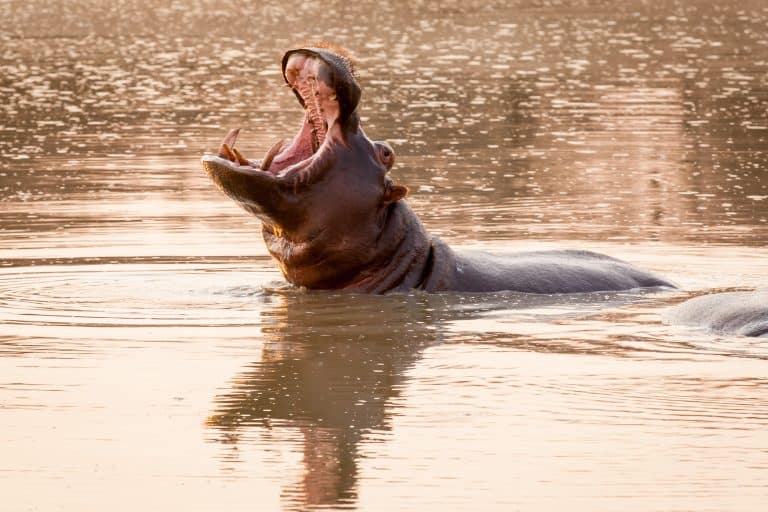 a hippo yawns and shows its large teeth in a pond in kruger national park