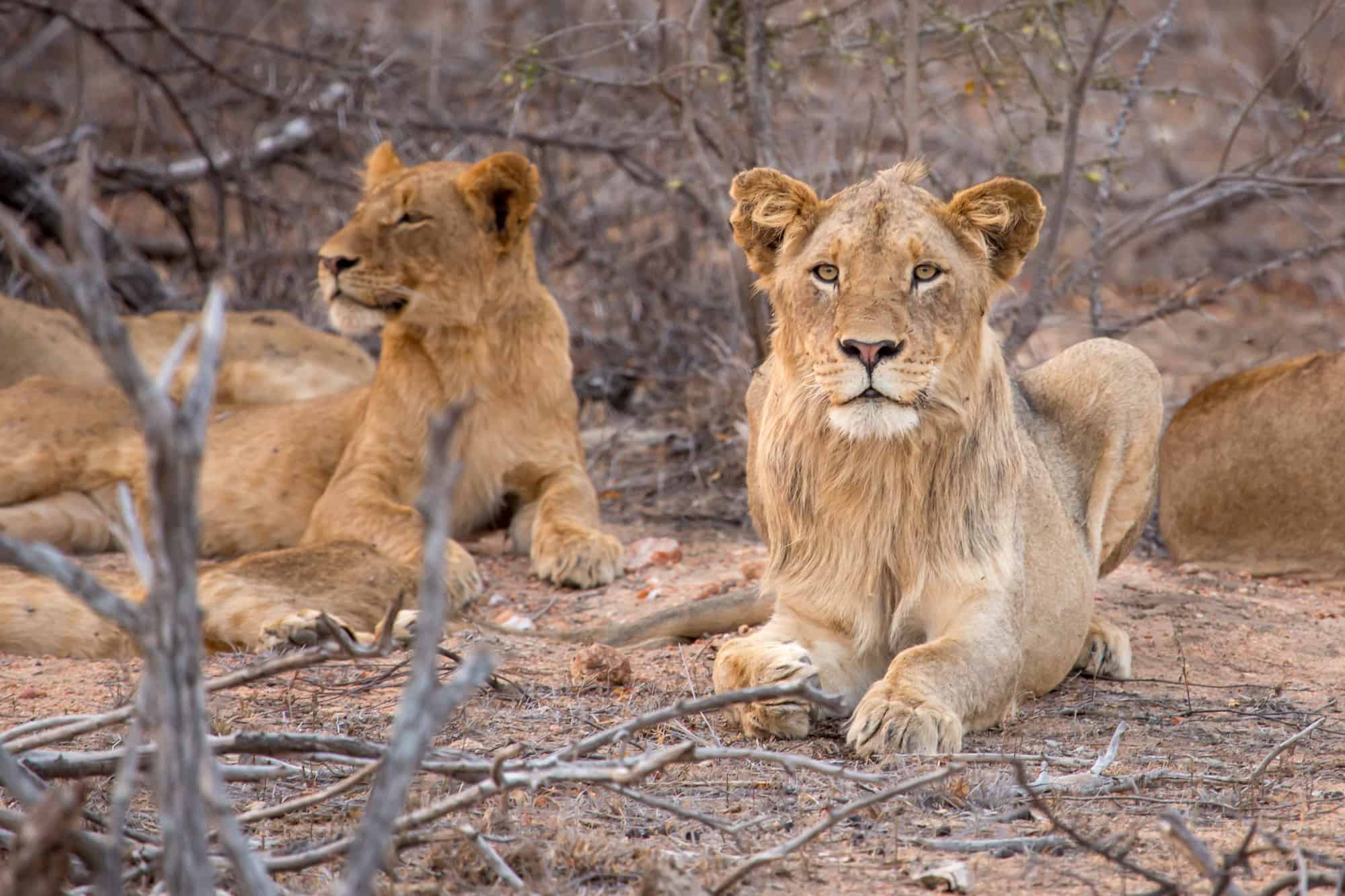Kruger National Park Animals When To Visit Kruger National Park