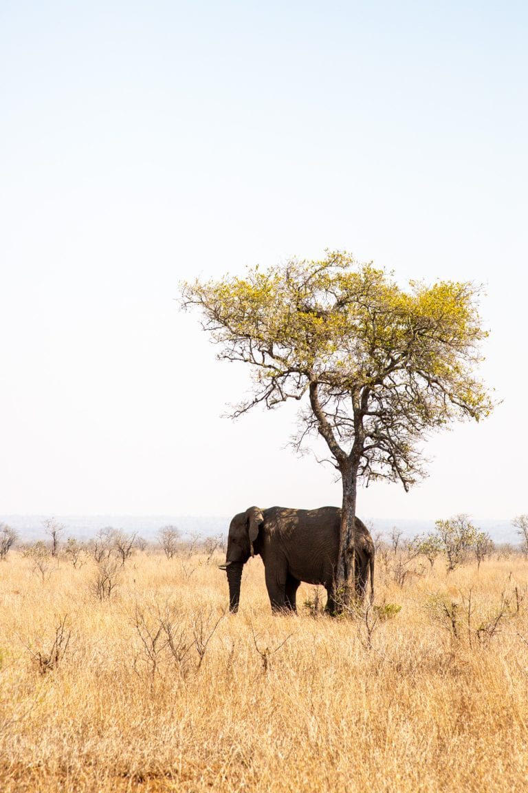 an elephant tries to hide under the shade of a tree surrounded by dead yellow grass, winter is the best time to visit kruger national park to spot animals but the surroundings are always dried up and severe looking