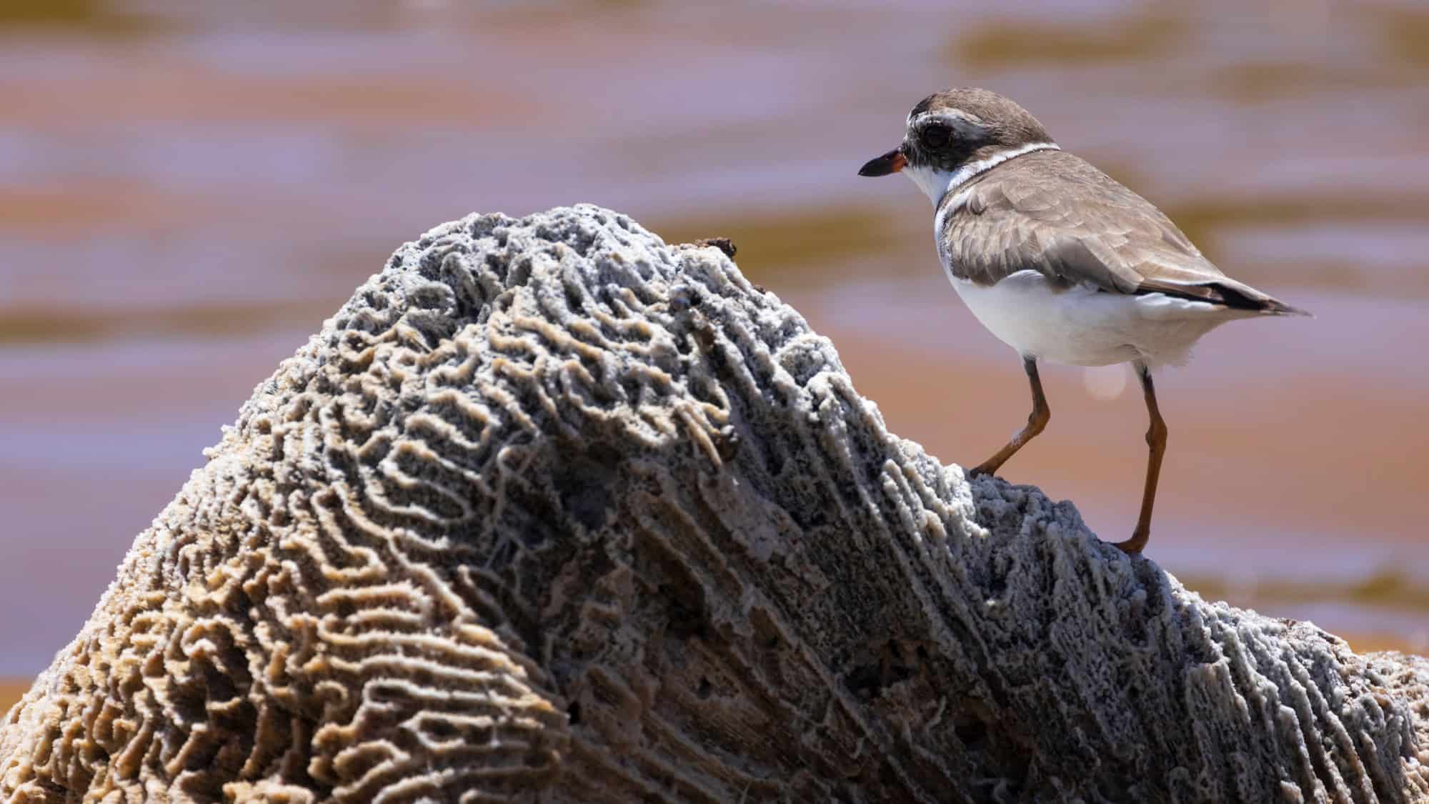 A small shorebird with brown and white plumage perches on a textured rock formation. The background consists of blurred blue and brown hues of the ocean and shore.