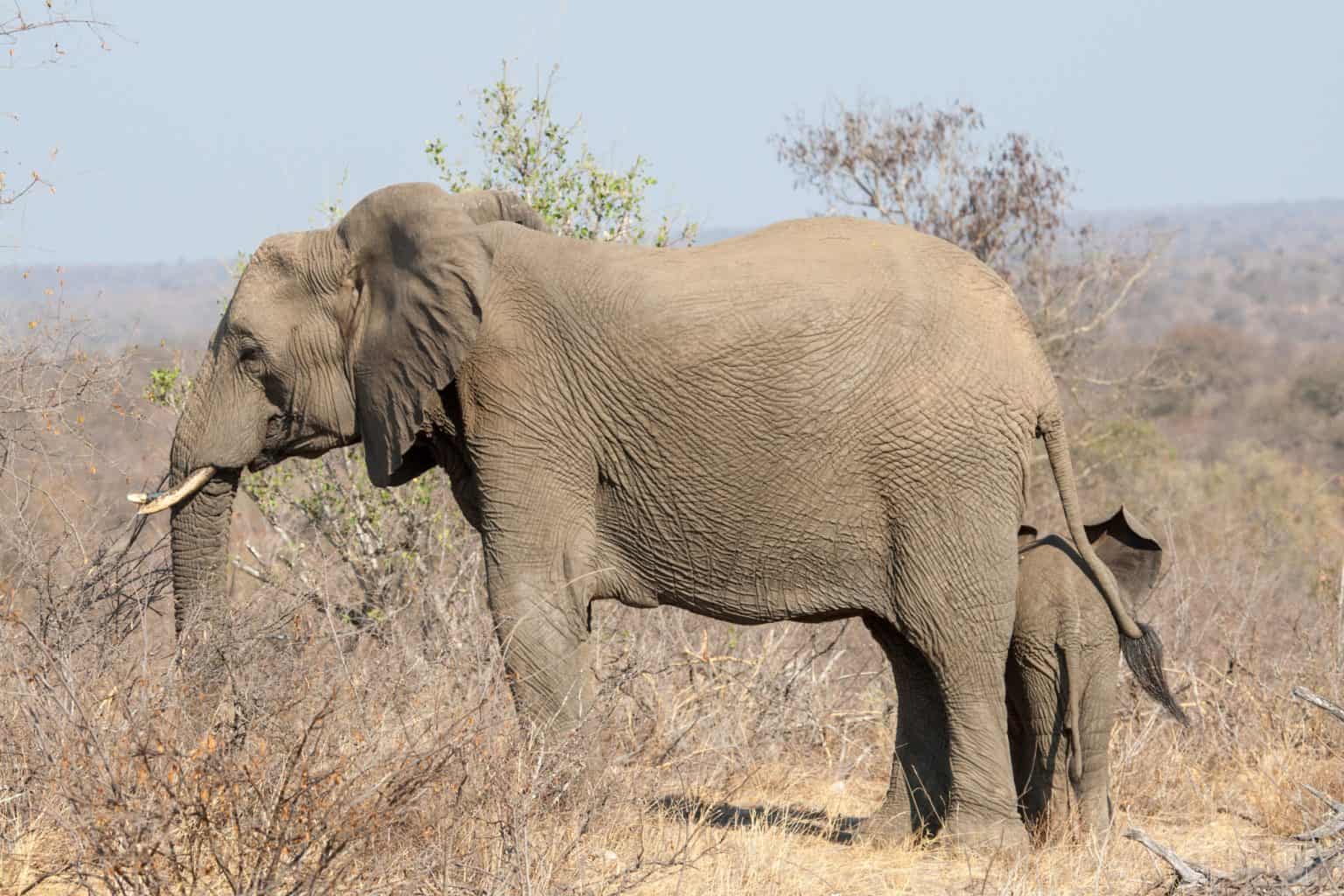 MustVisit Olympic National Park Tide Pools Revealed