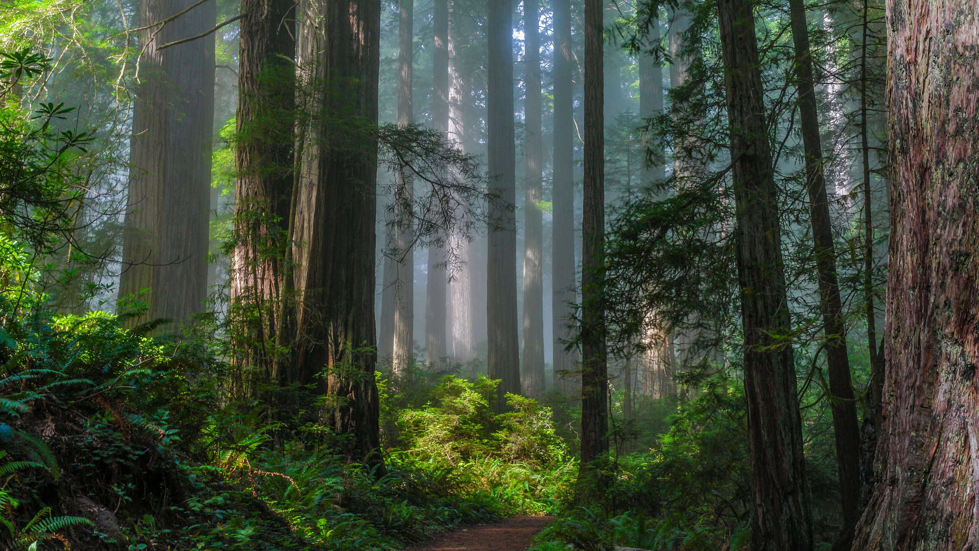 A misty path winds through a majestic redwood forest, surrounded by towering tree trunks and lush green ferns, evoking a serene, enchanted atmosphere.