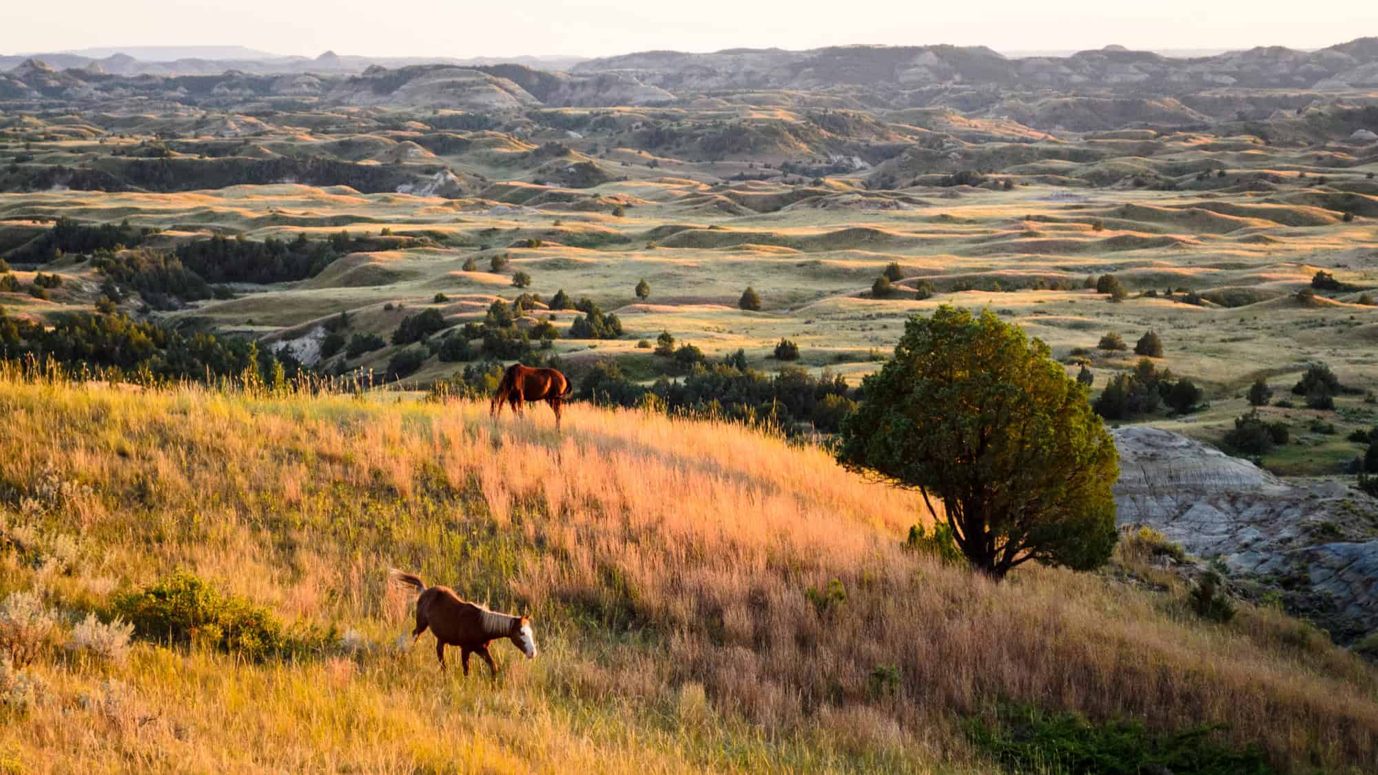 Two wild horses graze on golden grass in the rolling hills of Theodore Roosevelt National Park, with soft sunlight casting long shadows across the rugged, layered landscape in the background.