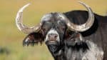 14 African Predators That Spell Danger for the Unwary