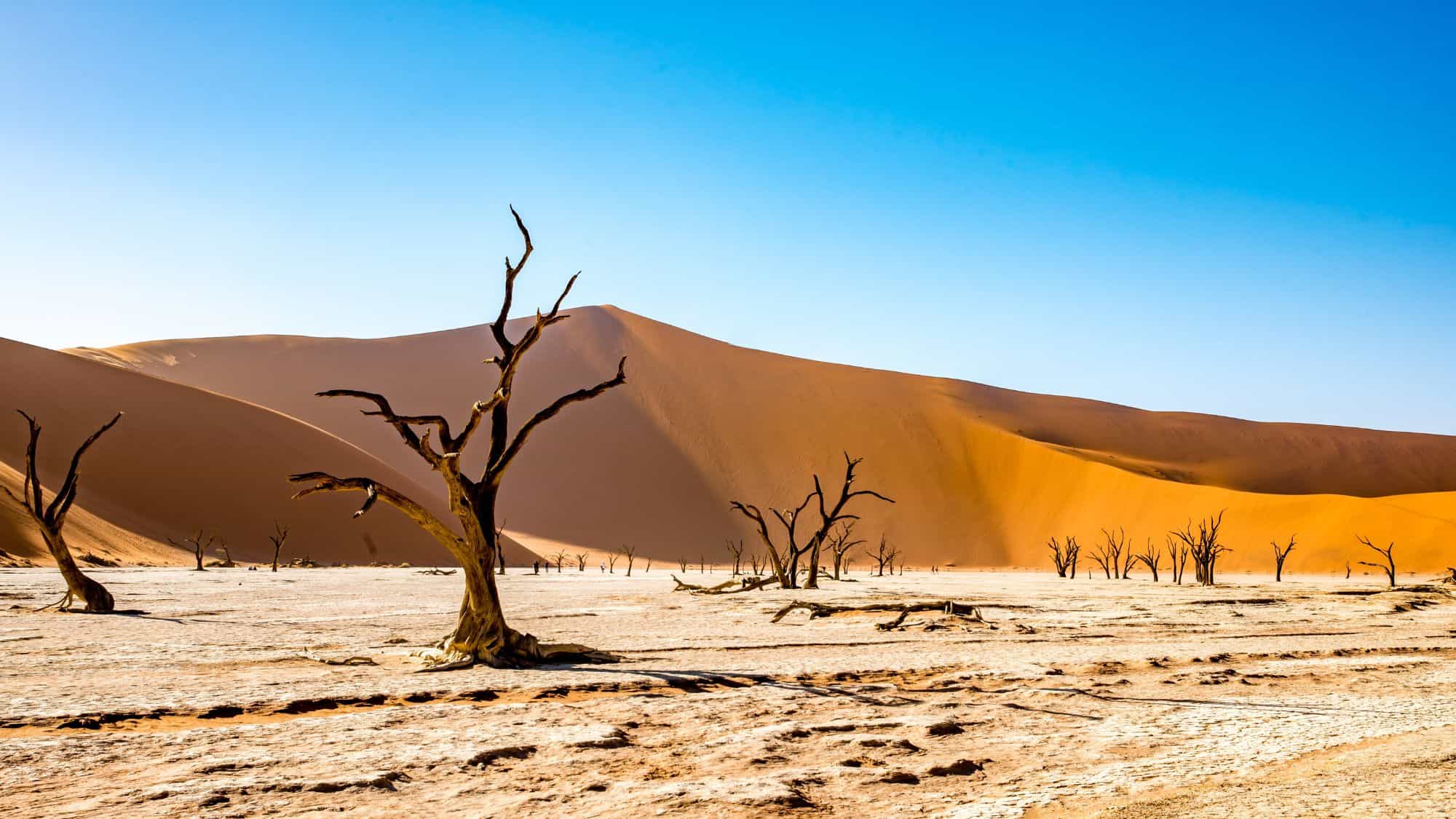 Twisted, dead camel thorn trees stand on cracked white clay in Namibia's Dead Vlei, backed by towering orange sand dunes under a clear blue sky.