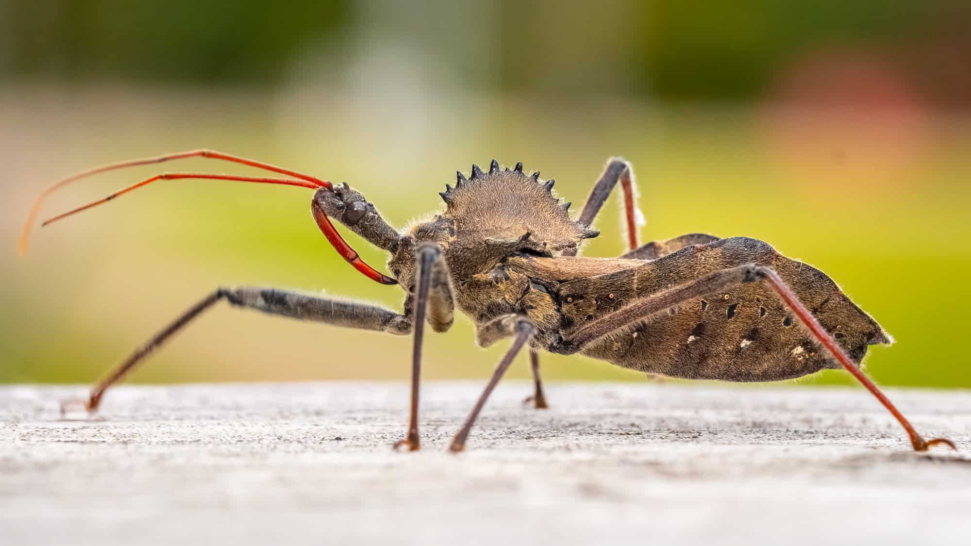 This detailed macro shot captures a wheel bug, identifiable by the spiked, gear-like crest on its back and piercing beak, set against a softly blurred background.