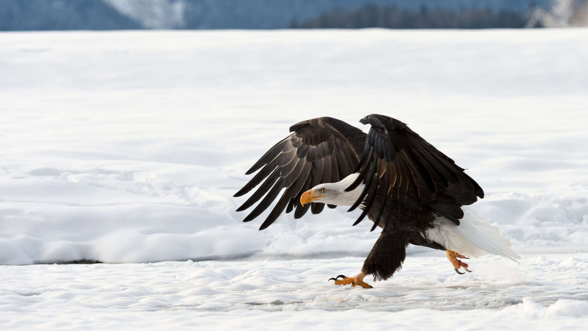 A bald eagle with wings partially spread, stepping on a snowy surface, with a background of snow-covered landscape and distant trees.