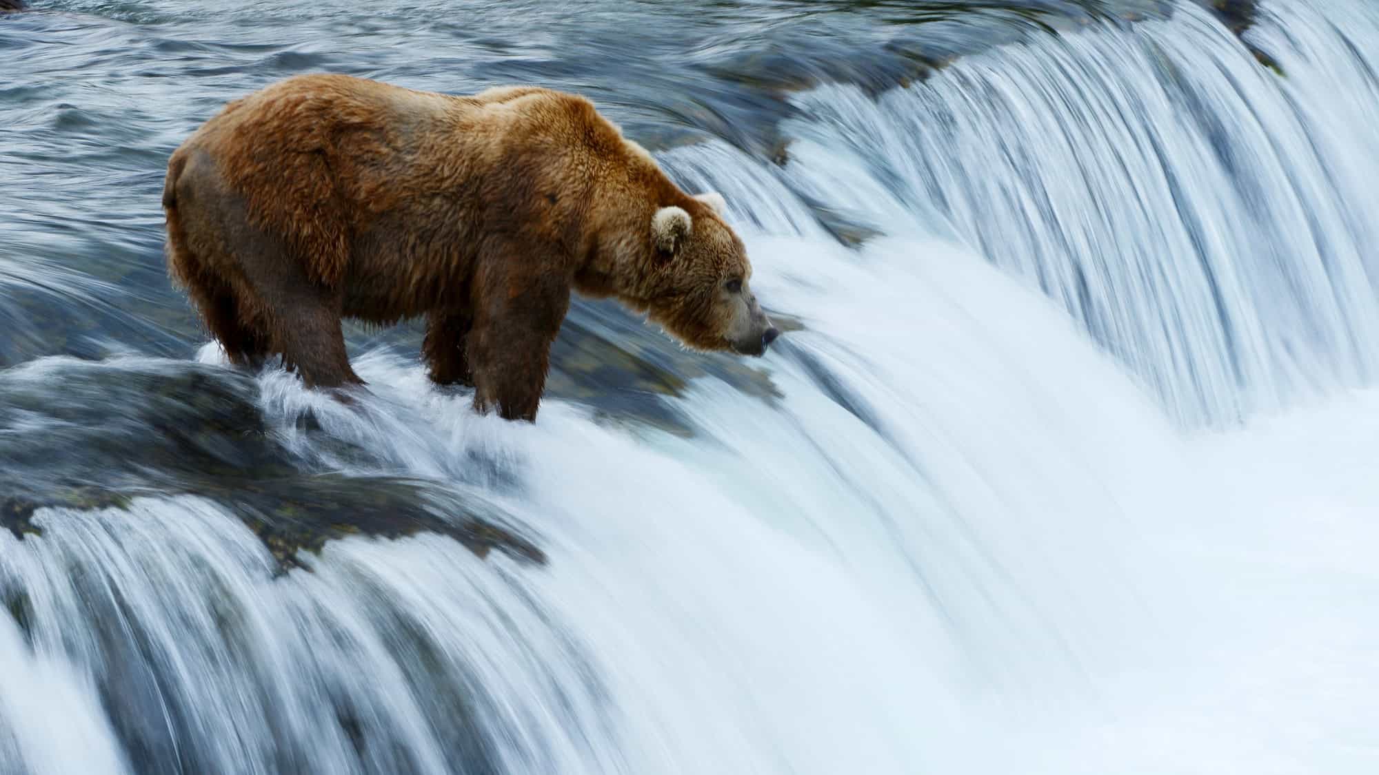 A brown bear standing at the edge of a waterfall, looking into the flowing water, with the river cascading around it.