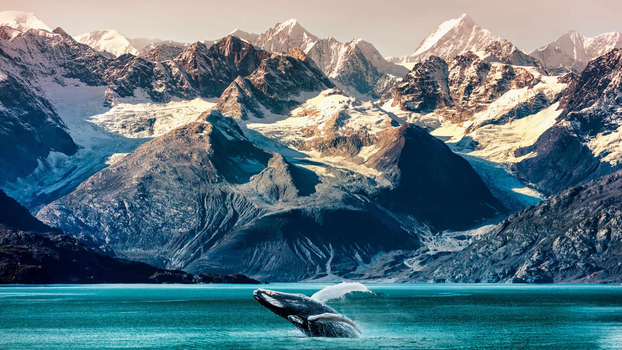 A humpback whale breaching from the turquoise waters, with majestic snow-capped mountains in the background.