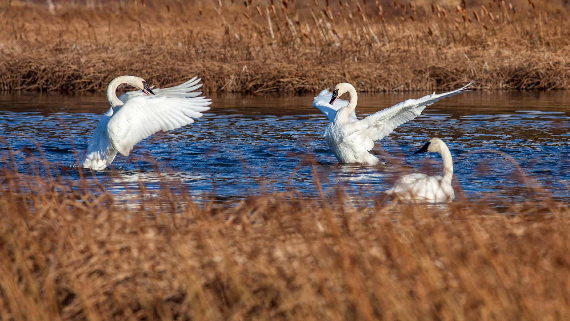 Two swans flapping their wings in a shallow water body, surrounded by dry reeds, with a third swan calmly floating nearby.