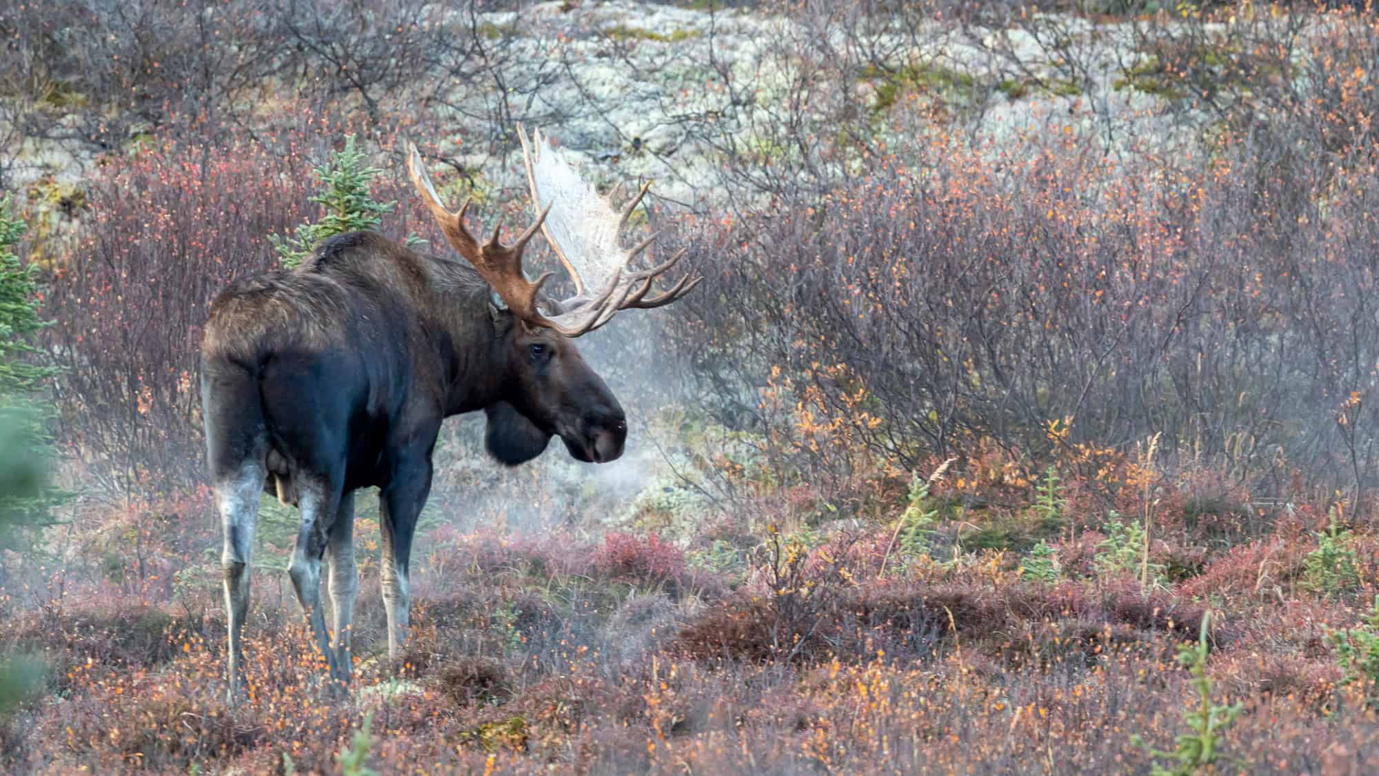A large moose standing amidst colorful autumn foliage, with mist rising in the background.