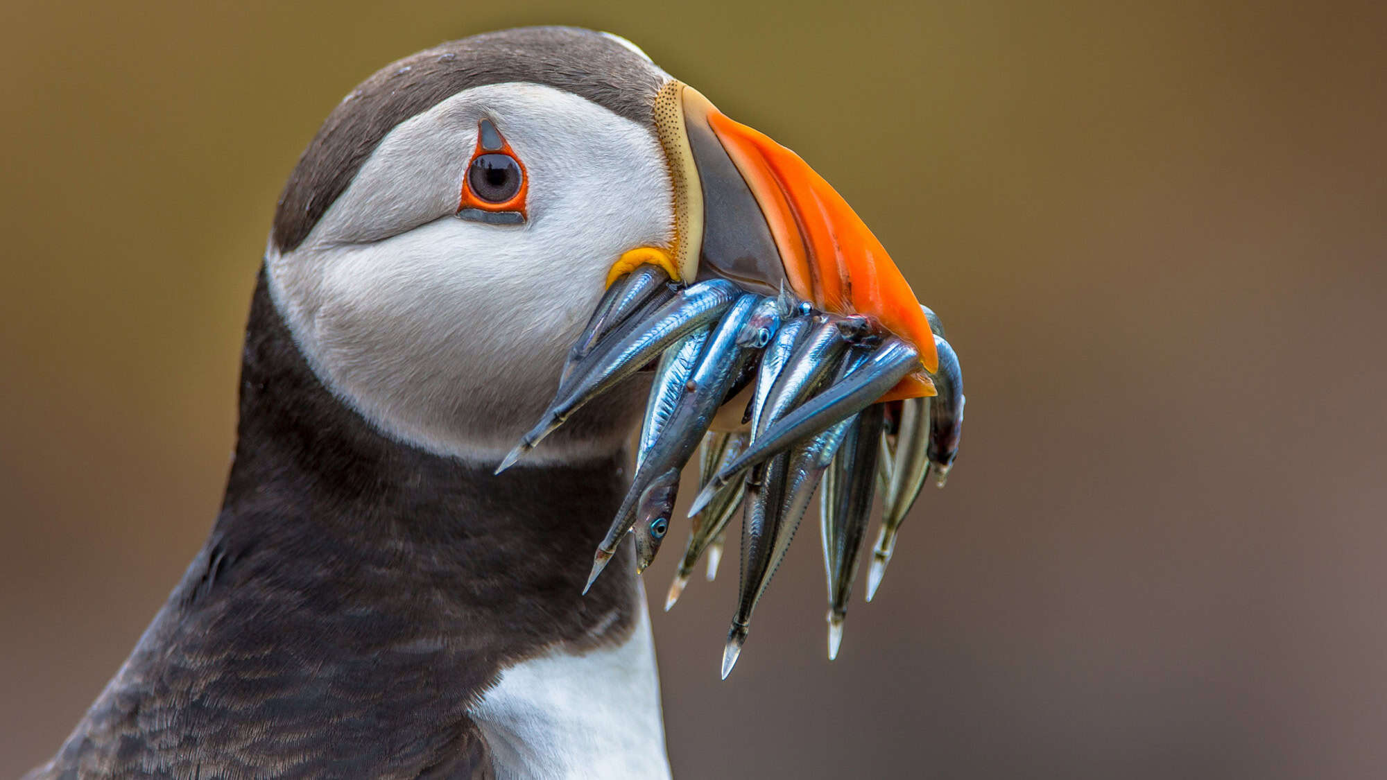 A close-up of a puffin with a vibrant orange beak, holding multiple small fish in its beak.