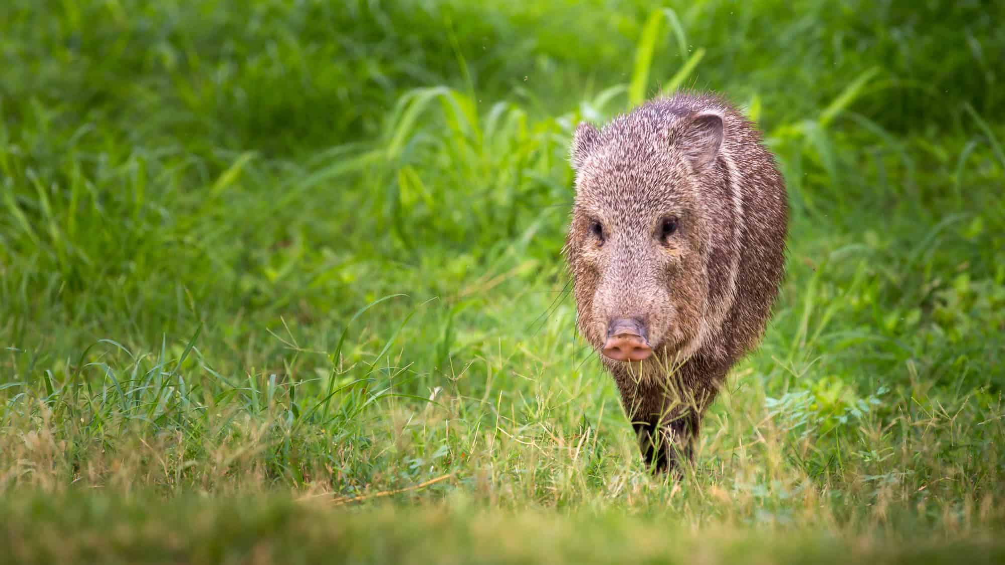 A javelina (collared peccary) walking through a grassy field, its bristly fur and pig-like features clearly visible, set against a backdrop of greenery.