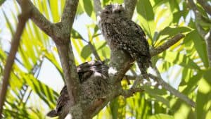 These 9 Camouflaged Animals Will Make You Do A Double Take