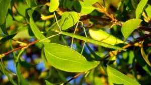 These 9 Camouflaged Animals Will Make You Do A Double Take