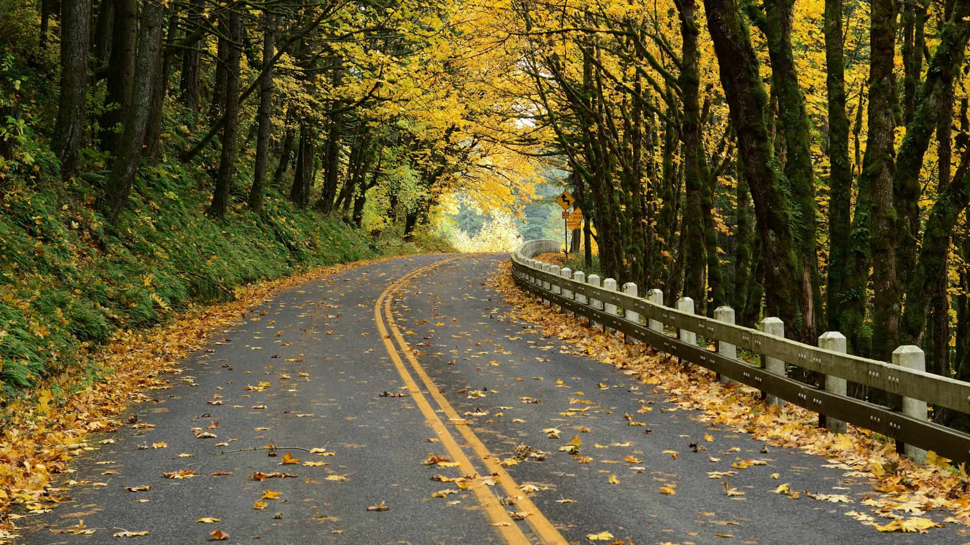A quiet, winding two-lane road curves through a dense forest of moss-covered trees, their golden fall leaves carpeting both the branches and pavement, creating a tunnel of autumn color in the Columbia River Gorge.