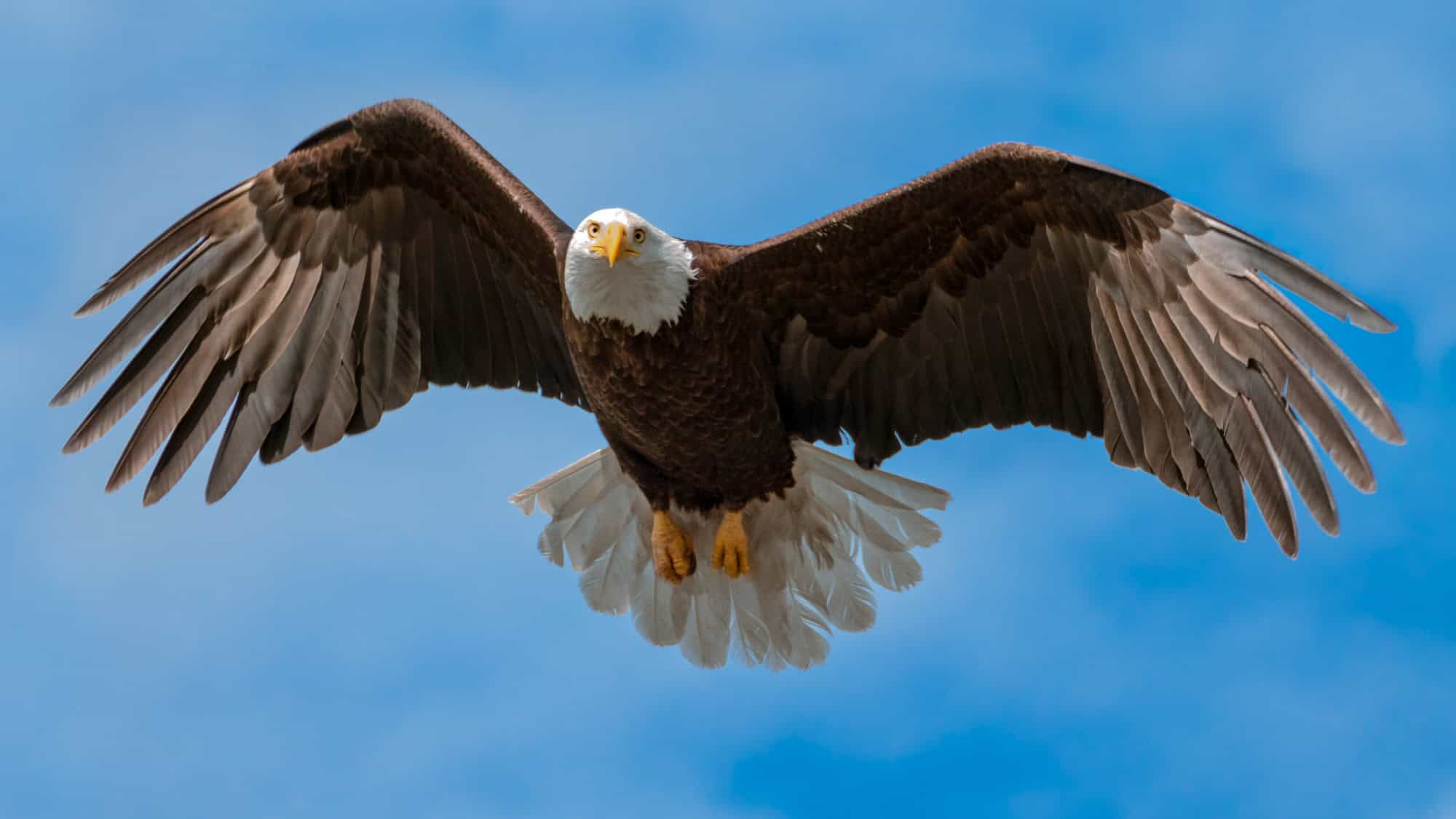A bald eagle soaring in the sky with its wings fully spread, against a backdrop of blue sky.