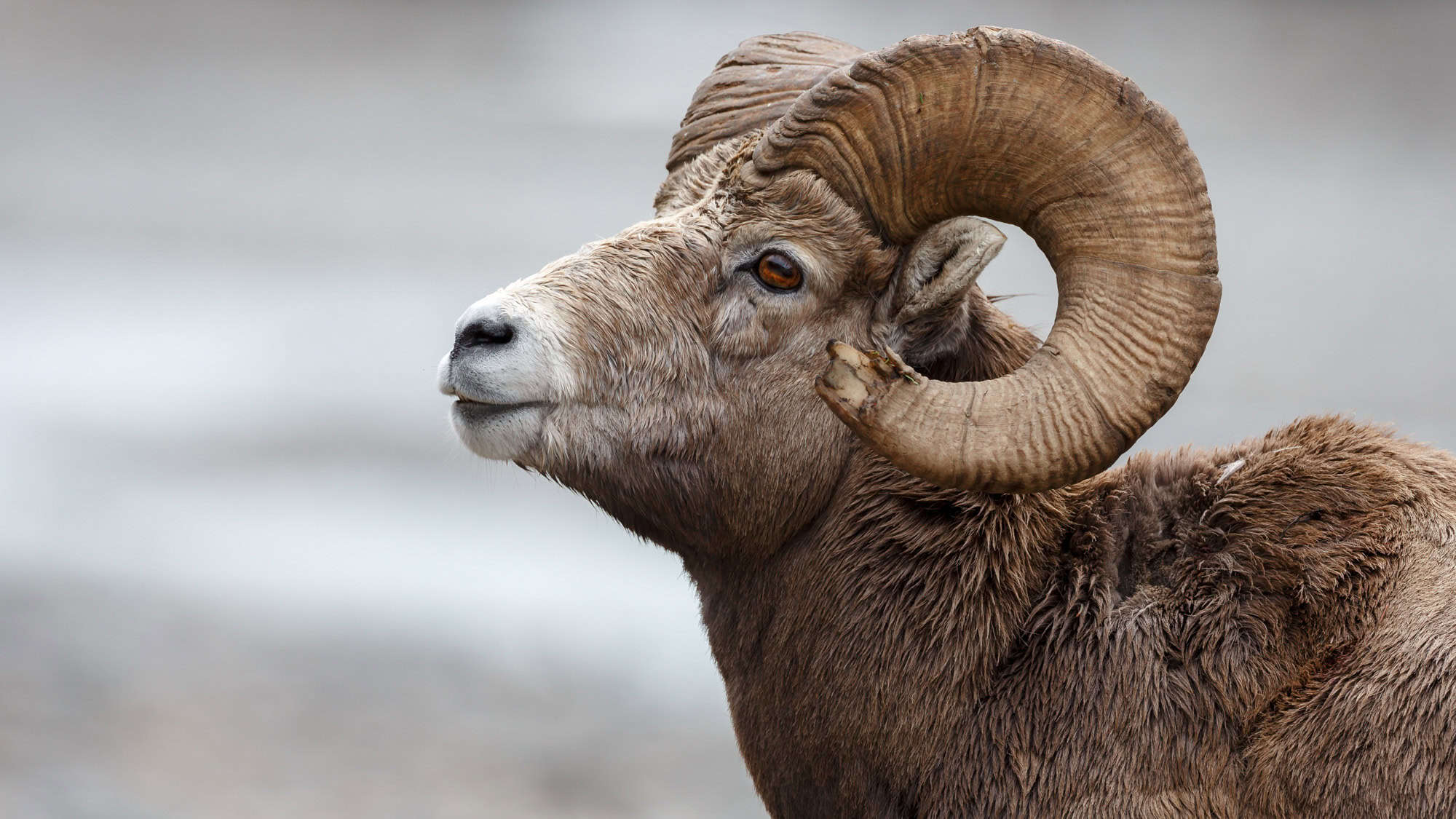 Close-up of a bighorn sheep with large, curved horns, gazing into the distance, showcasing its rugged fur and majestic profile.