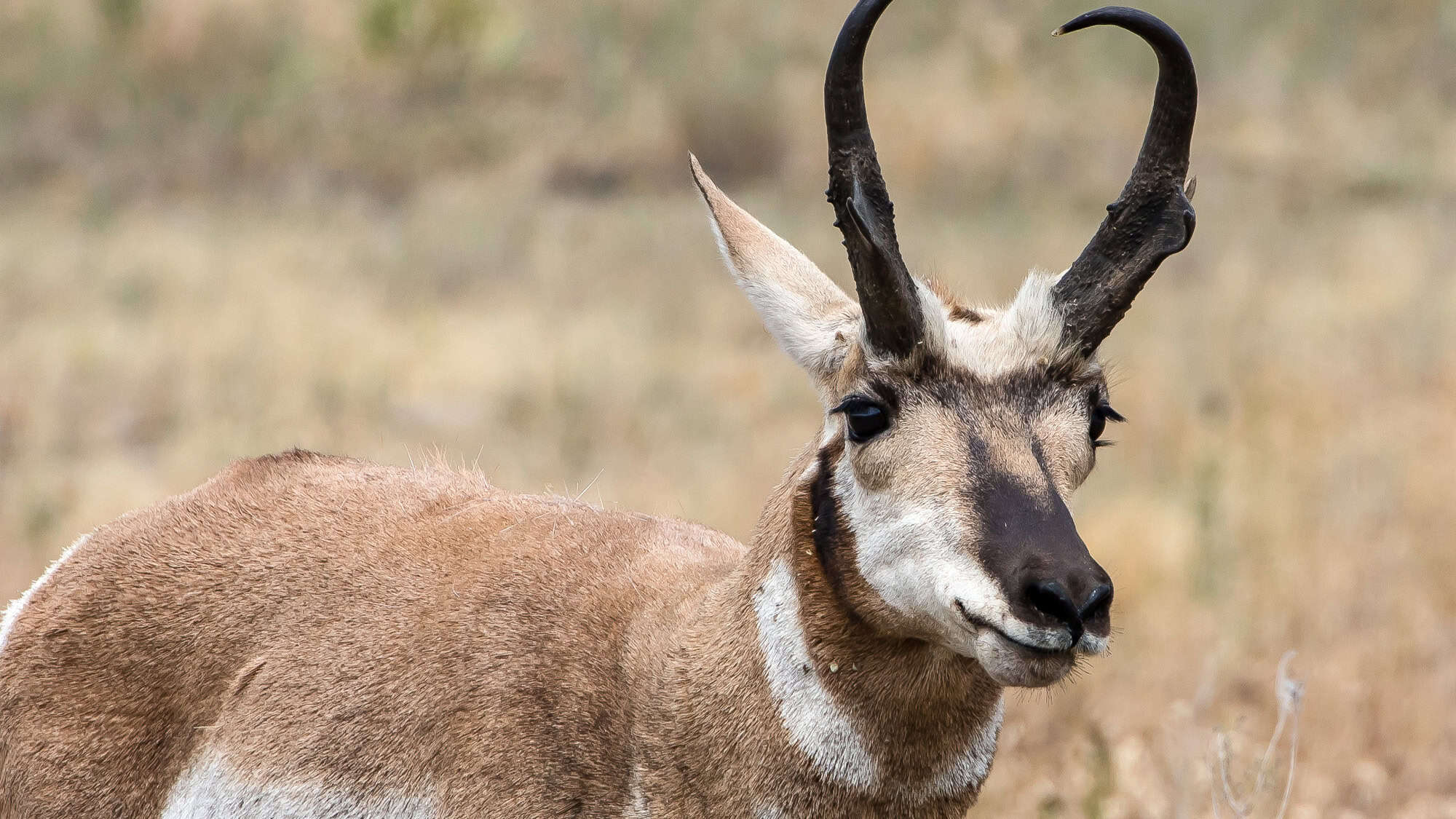 A pronghorn with distinctive black and white facial markings and slightly twisted horns, standing alert in a grassy field with a blurred background.