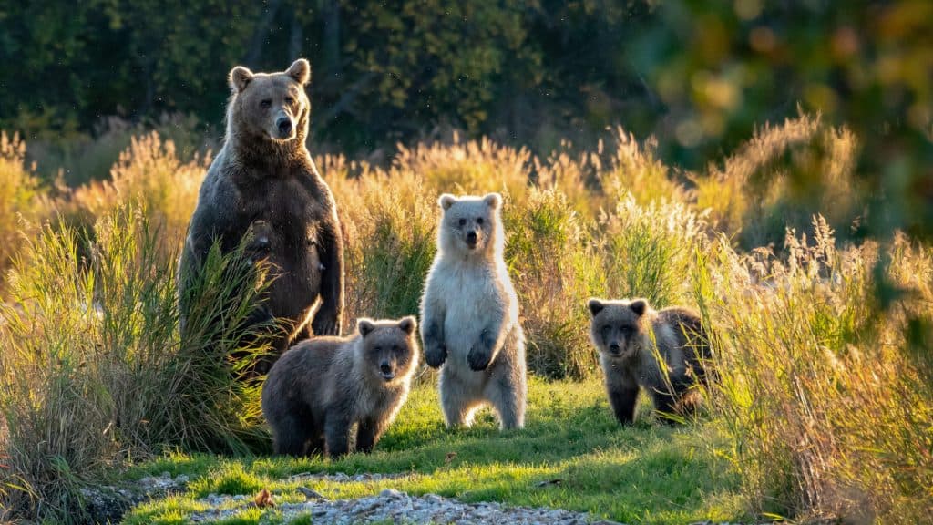 A mother bear with 3 cubs stands among the tall grass in Katmai National Park