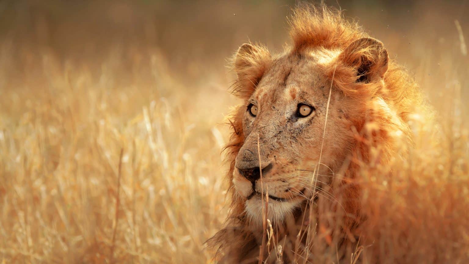 14 African Predators That Spell Danger for the Unwary