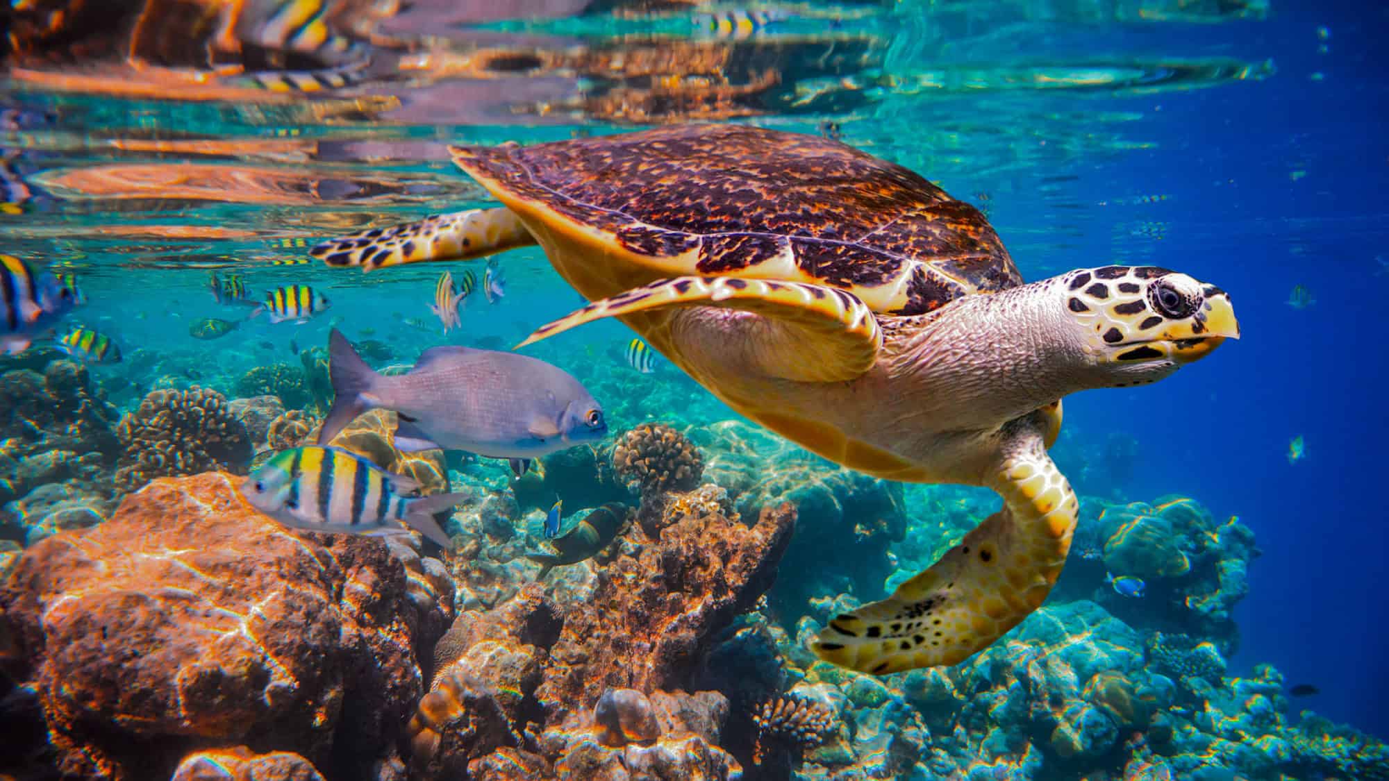 A vibrant underwater scene featuring a sea turtle swimming alongside colorful fish and coral reefs in crystal-clear water.
