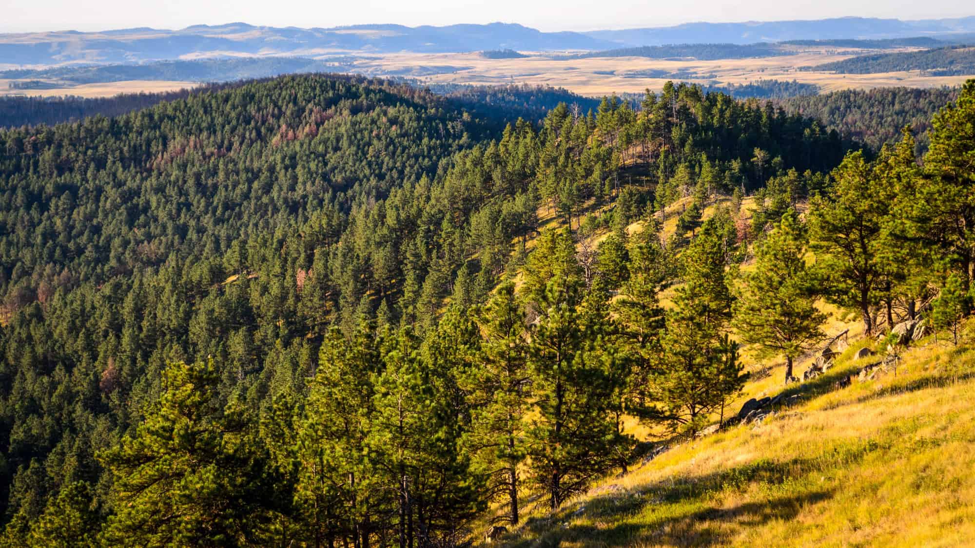 A vast landscape of rolling hills covered in dense pine forests in Wind Cave National Park.