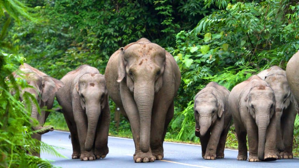 a group of asian elephants walking down a road between a green forest on both sides