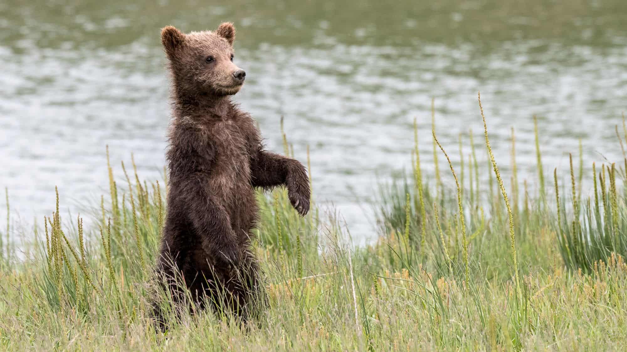 A brown bear stands tall on its hind legs in the green grass next to a water source.