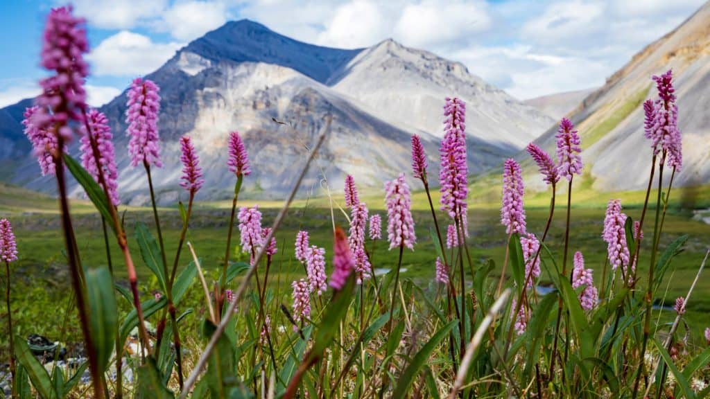 A close-up of tall pink wildflowers in bloom in Gates of the Arctic National Park, with rugged, rocky mountains blurred in the background, under a bright, partly cloudy sky.