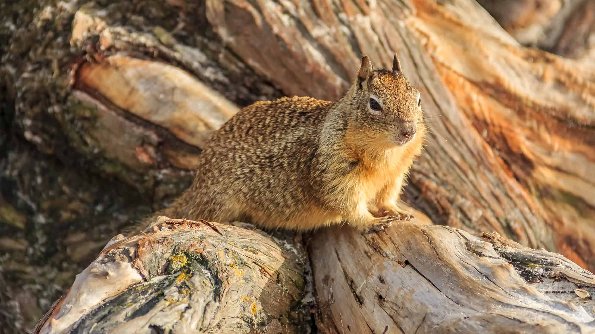 A Ground Squirrel sitting on a large, rough tree trunk, looking directly at the camera, with its textured fur and the bark details in focus.