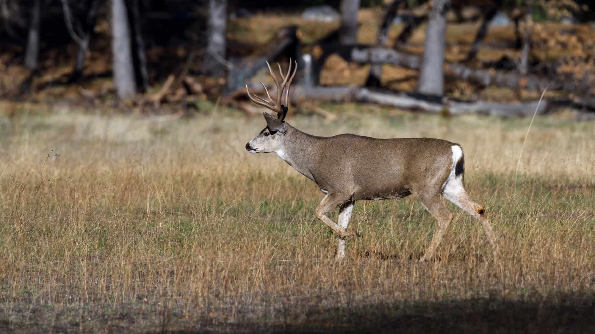 A Mule Deer with large antlers walking through a grassy field, with a forested background that is slightly out of focus.