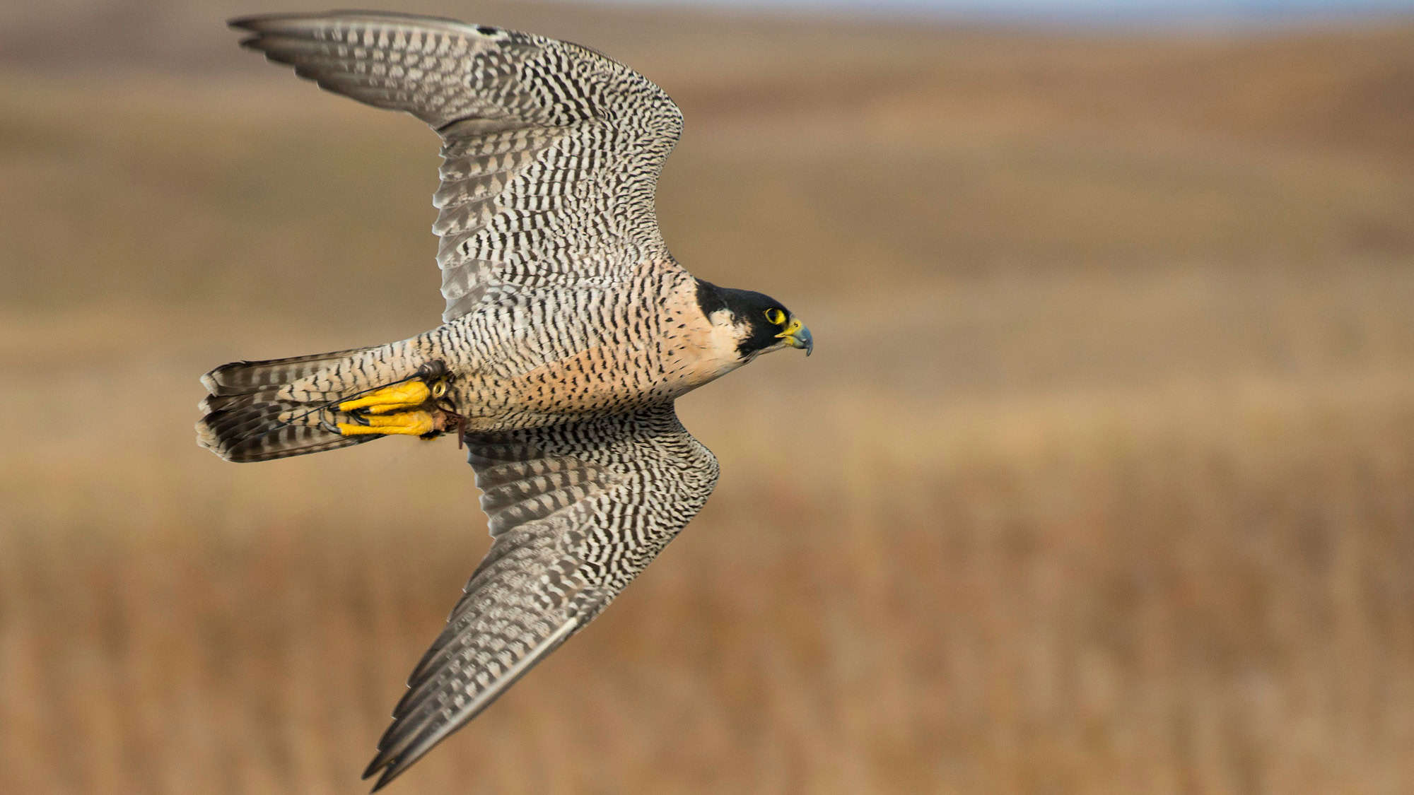 A Peregrine Falcon in mid-flight, wings fully extended and body tilted, with a blurred, earthy-toned background.