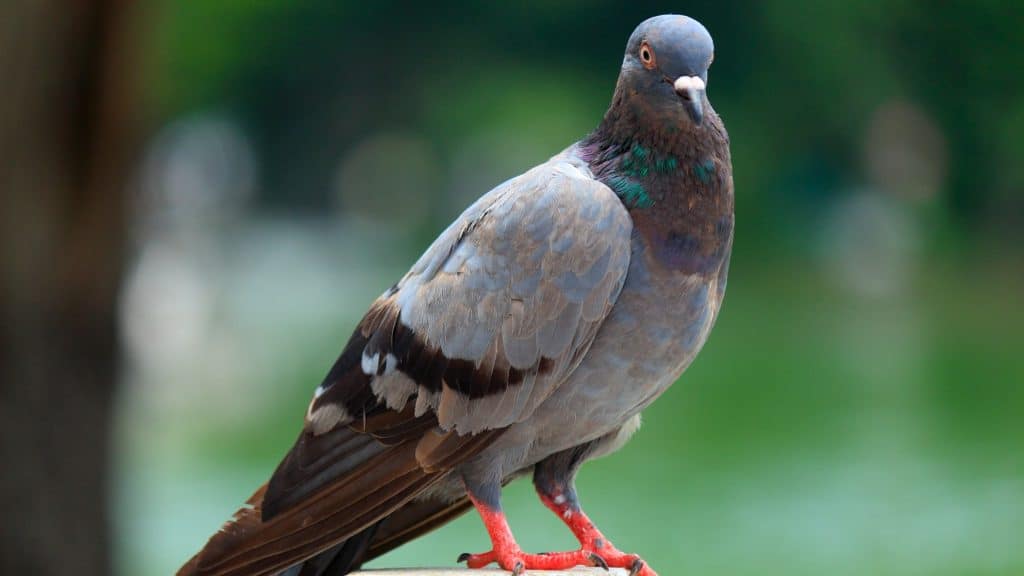 A side view of a pigeon standing with a green backdrop.