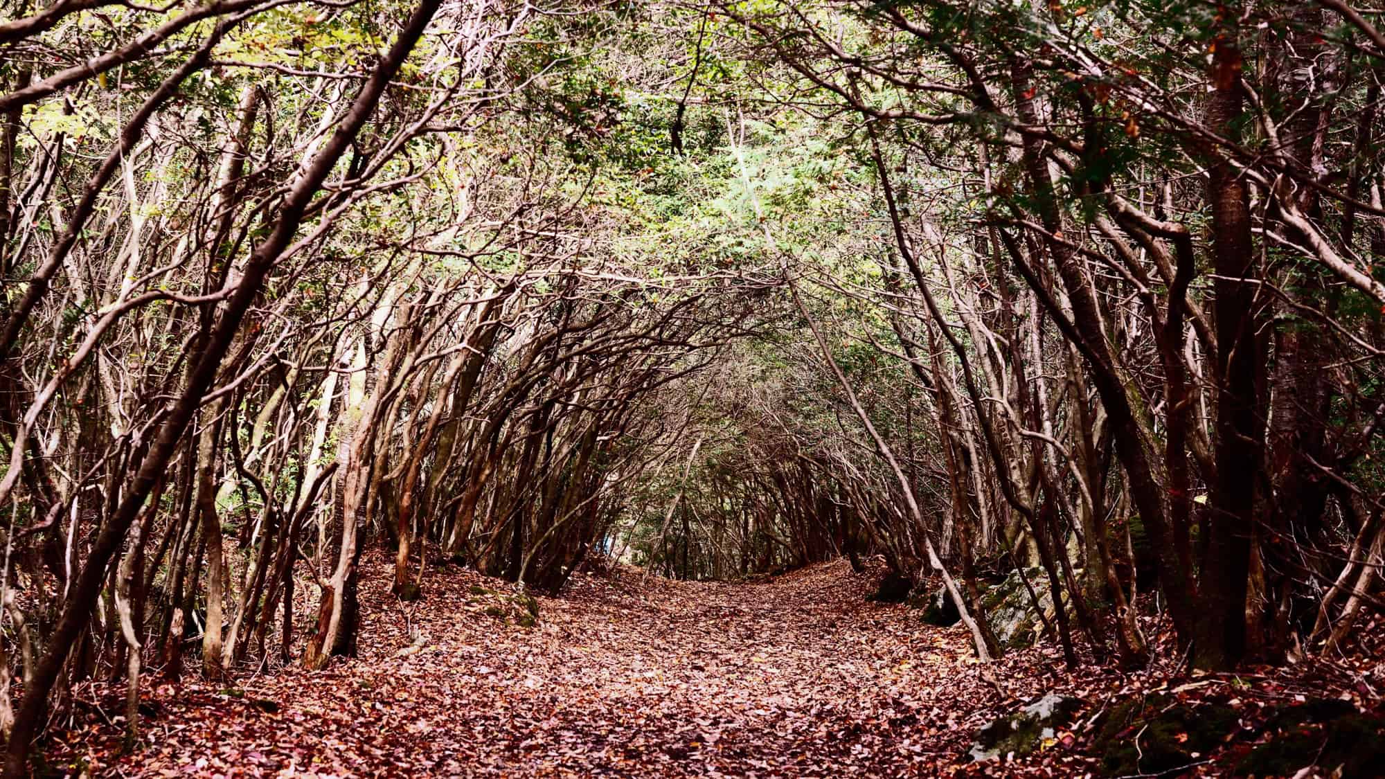 A narrow path winds through a dense forest, with barren branches arching overhead. The forest floor is covered with dry leaves, adding a mysterious and eerie vibe.