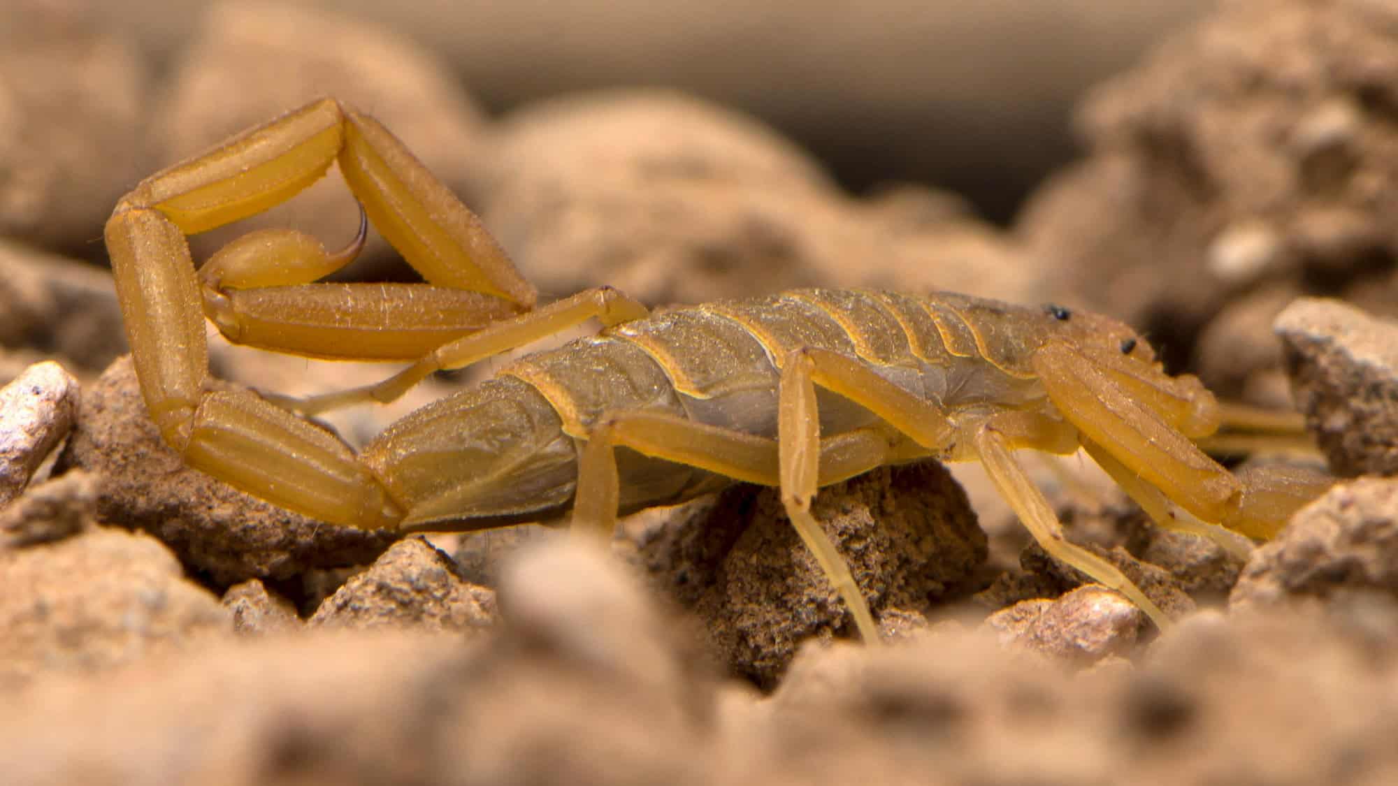 A yellowish-brown bark scorpion crawling over rocky terrain. Its tail is raised in a defensive posture, ready to sting, while its pincers are open.