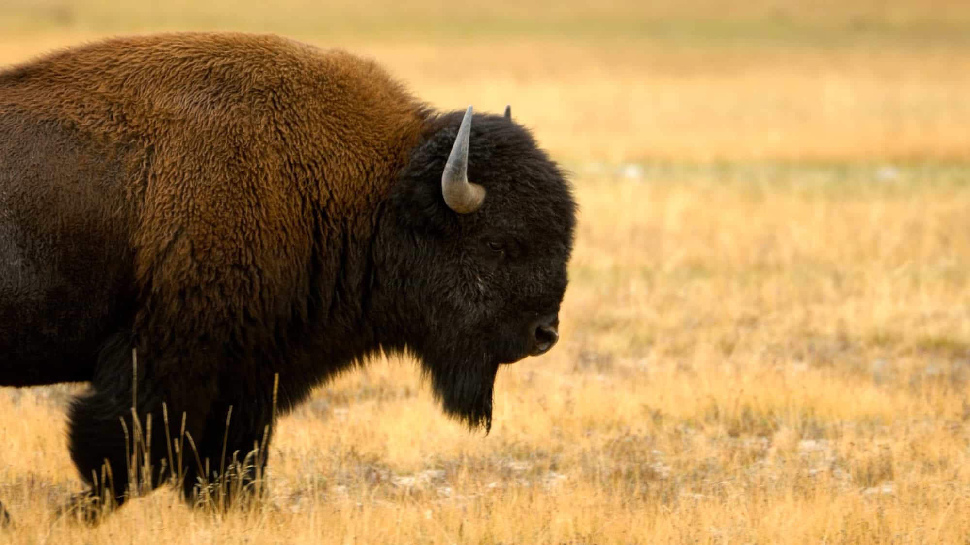 A close-up side profile of a bison walking through a dry, grassy plain. Its thick, dark brown fur covers most of its body, with a pronounced hump and a lone horn visible.