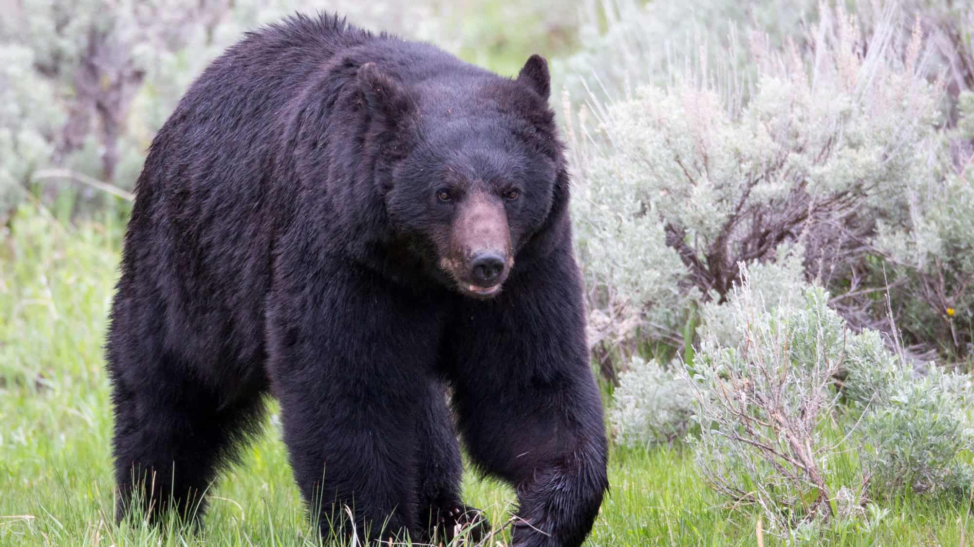 A large black bear walking through a green field, surrounded by sagebrush and other shrubs. Its black fur is thick and glossy, and it looks directly at the camera with a slightly open mouth.