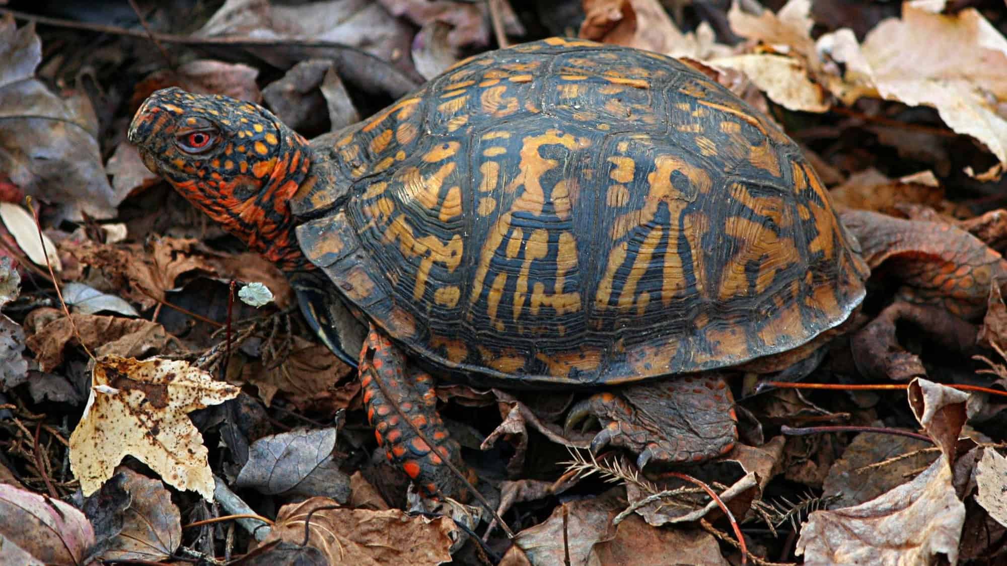 A brightly patterned eastern box turtle walks among dried leaves, its orange and black shell standing out against the ground.