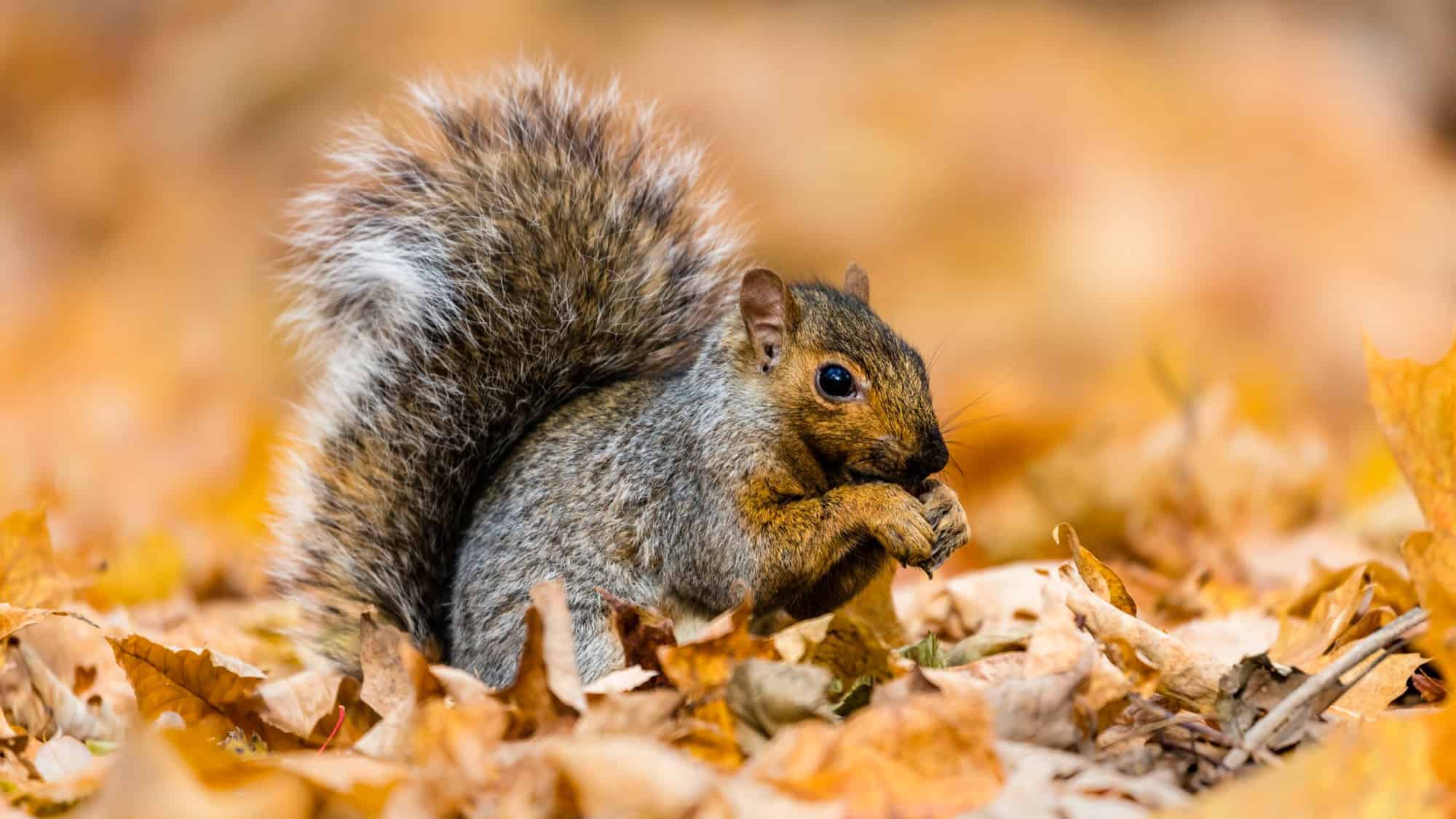 A bushy-tailed grey squirrel is sitting in fallen autumn leaves, holding a nut in its paws, with a soft orange background.