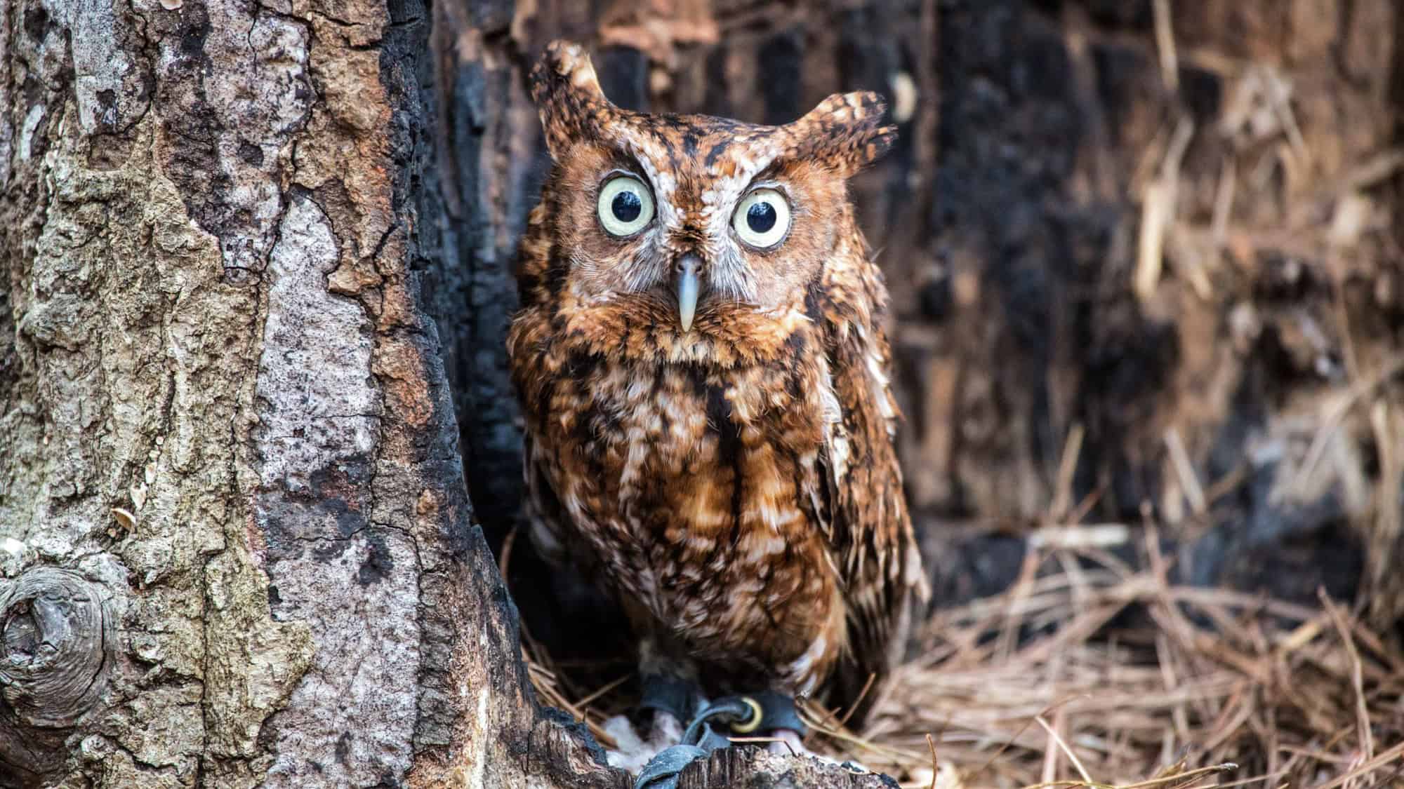 A small, wide-eyed eastern screech owl perches near the trunk of a tree, its mottled feathers blending into the bark.