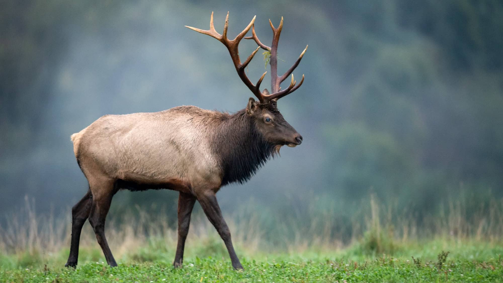 A majestic elk with large antlers walking across a misty field. Its coat is a blend of light tan and dark brown, and its antlers have visible leaves caught in them as it walks in profile.