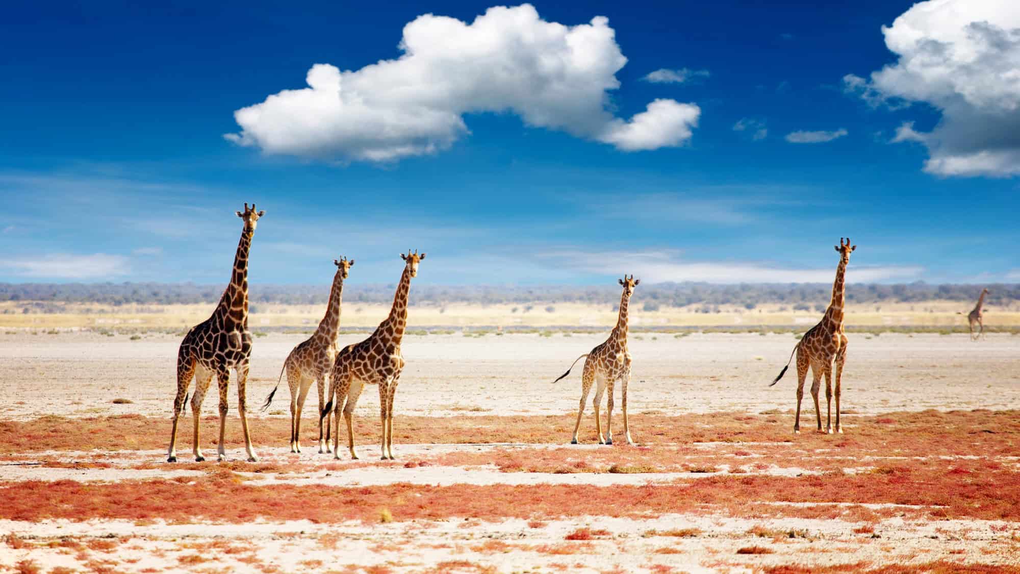 A group of giraffes standing tall in an open, arid plain under a bright blue sky in Etosha National Park.