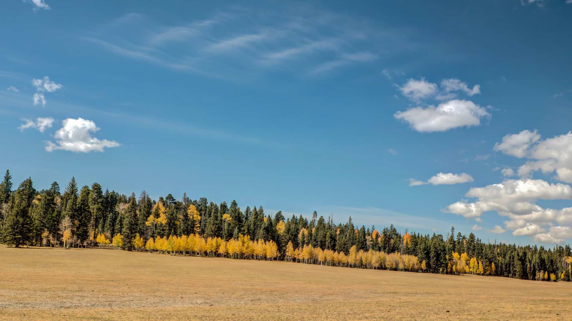 A wide meadow bordered by a forest of tall trees with fall colors, under a clear blue sky. The meadow itself is a golden brown, stretching out to the tree line.