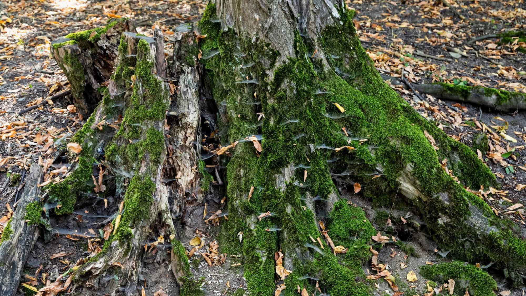 A close-up of a moss-covered tree stump in the haunted Hoia Baciu Forest, known for its eerie legends. The tree roots and forest floor are covered in webs, giving a sense of abandonment and mystery.