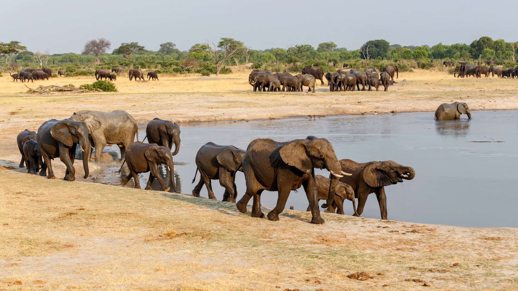 A herd of elephants walks along a riverbank in Hwange National Park, some elephants drinking from the water while others move in a line.