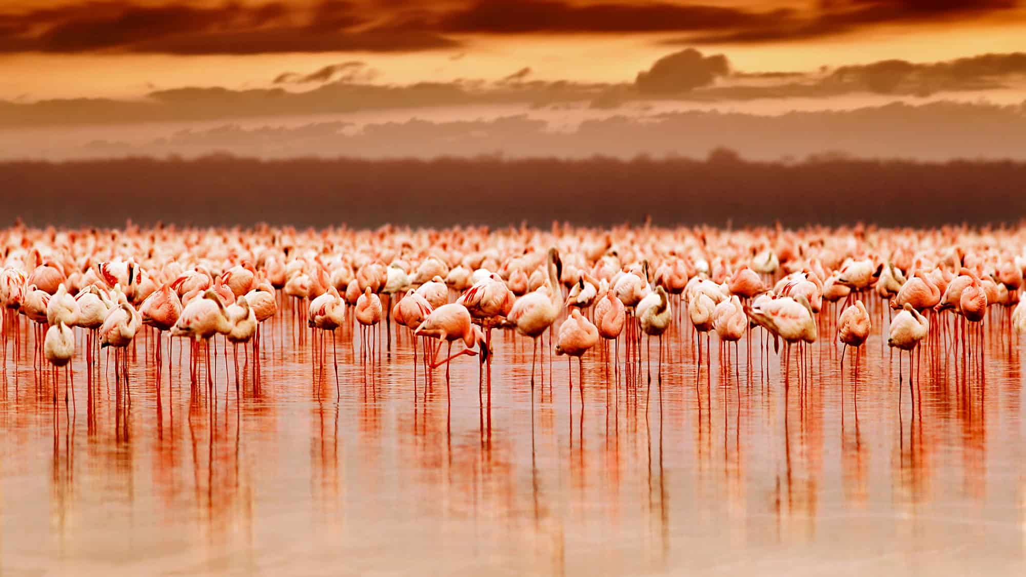 A large flock of pink flamingos standing in shallow water, their reflections mirroring in the lake as the sun sets, casting a warm glow across the scene.
