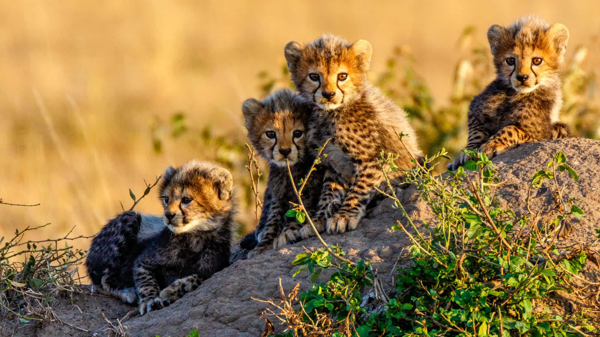 Four cheetah cubs rest on a rock, their golden fur blending with the dry landscape of Maasai Mara National Park.