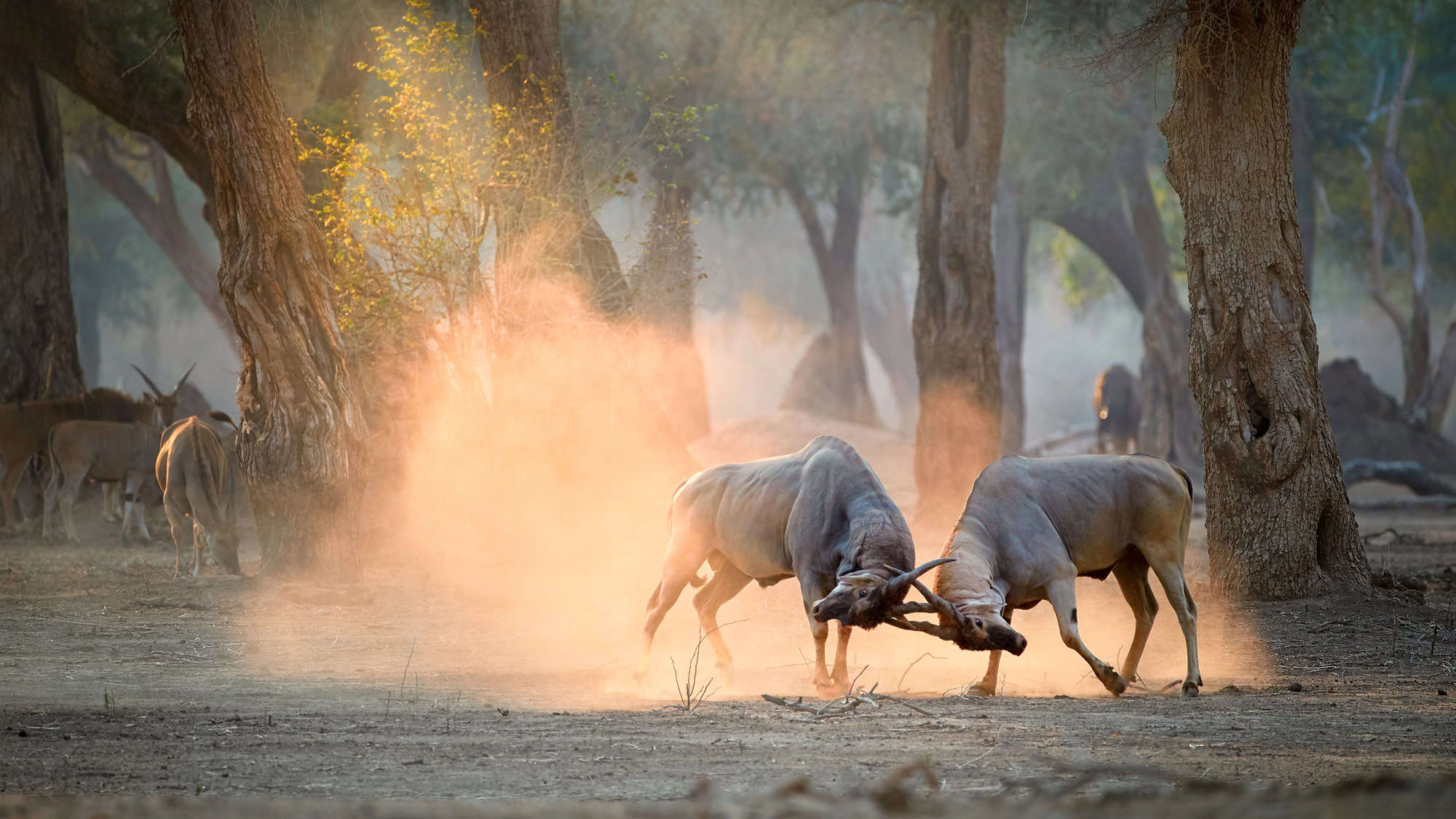Two antelopes lock horns in a dusty clearing, the surrounding trees bathed in warm, golden light in Mana Pools National Park.