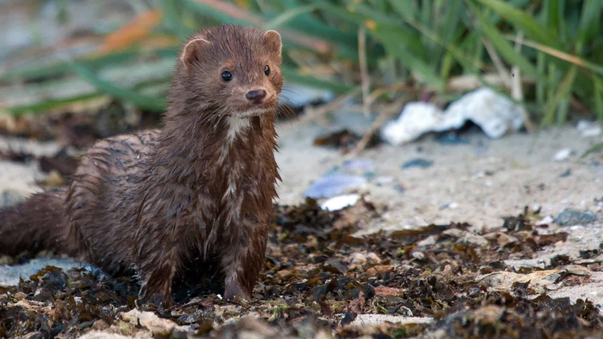 A wet mink stands on a shore surrounded by damp leaves and grass, with its fur slightly spiked from the moisture.
